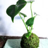 Kokedama Philodendron